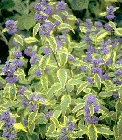 Blue mist shrub 'Summer Sorbet'