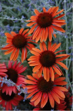 Coneflower 'Sundown'