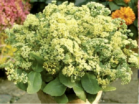 Sedum 'Sunkissed'