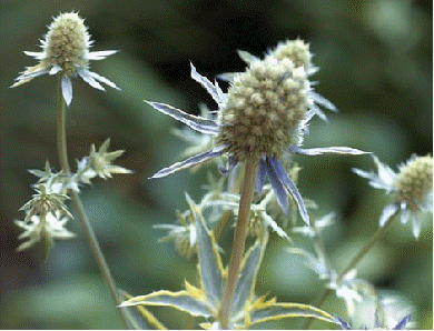 Sea Holly 'Sunny Jackpot'