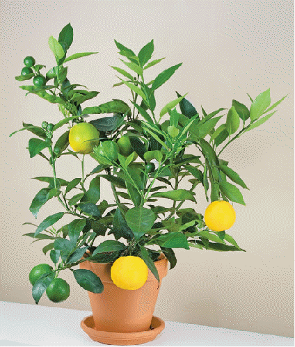 Citrus 'Sunquat'