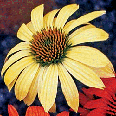 Echinacea 'Sunrise'