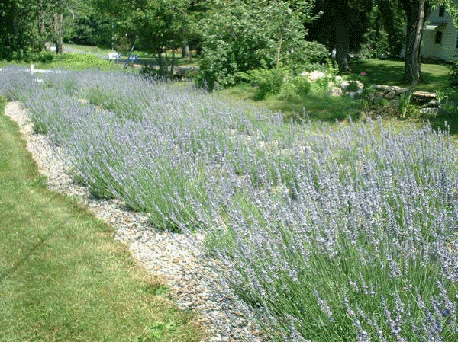 Lavender x intermedia 'Super'