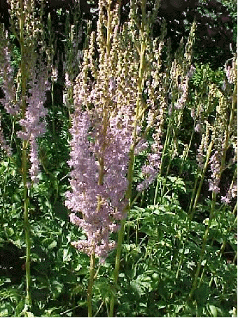 Astilbe 'Superba'