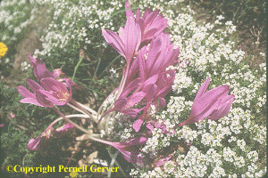 Colchicum 'Lilac Wonder' with white sweet alyssum