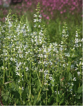 Salvia pratensis 'Swan Lake'