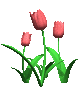 "The Bulbs of Spring, Summer, and Fall"