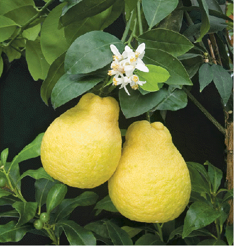 Sweet Lemon
