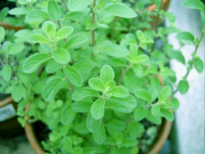 Sweet Marjoram