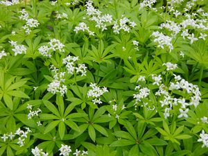 Sweet Woodruff (Gallium odoratum)