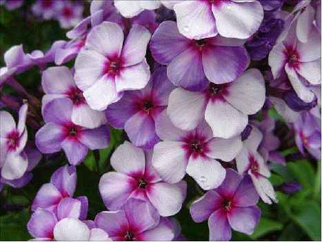 Phlox 'Swirly Burly'
