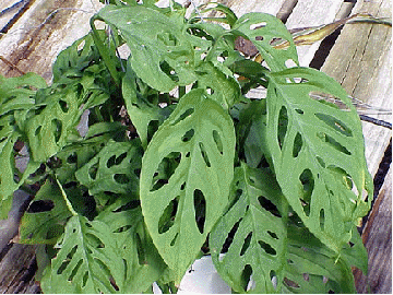 Swiss Cheese Plant