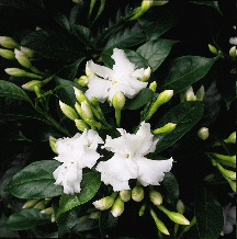 Butterfly gardenia flower