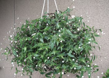 Tahitian Bridal Veil