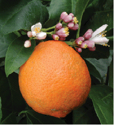 Tahitian Orange