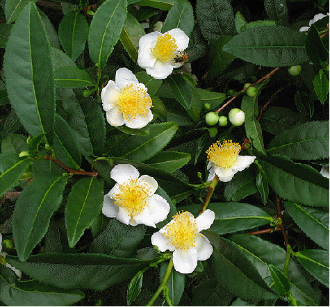 Tea Plant, Camellia sinensis