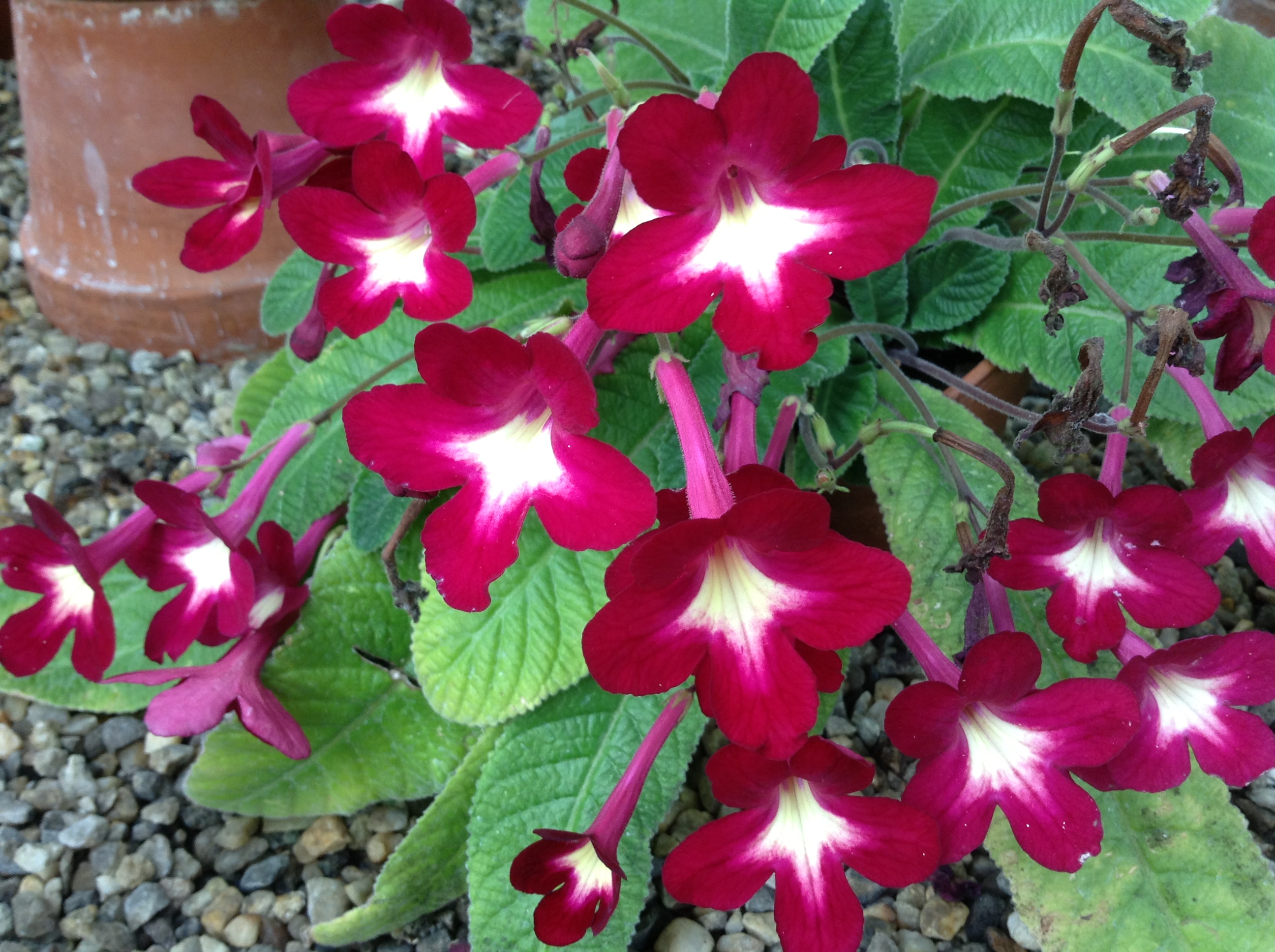 Cape Primrose 'Texas Hot Chili'