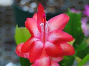 Christmas Cactus 'Thor Carmen'