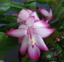 Christmas Cactus 'Thor Tenna'