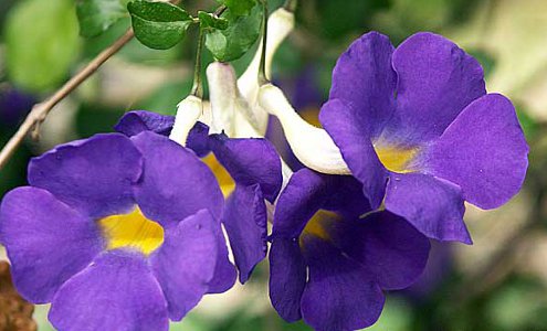 King's Mantle, also known as bush clockvine (Thunbergia erecta)
