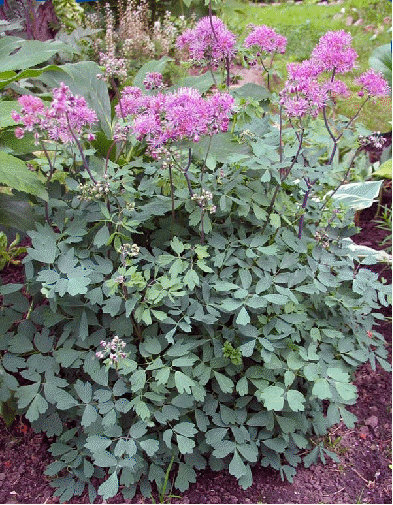 Meadow Rue 'Thundercloud'
