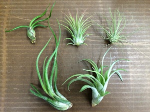 Tillandsia Collection 