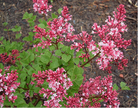 Lilac 'Tinkerbelle'