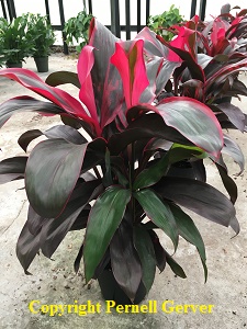 Ti Plant