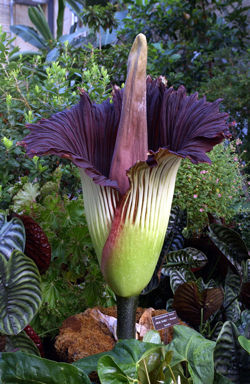 Titan arum, also called Corpse Flower