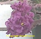 African violet - double violet flowers with ruffled edges