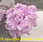 African violet - extra-ruffled, extra-double flowers in lavender pink speckled with blue