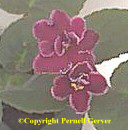 African violet - dark red, single and semi-double flowers with a white edge