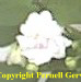 African violet - fully-double, small, white flowers are always in bloom on this semi-miniature, trailing African violet.