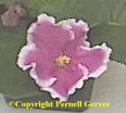 African violet - Huge, deep mauve-rose-pink flowers are borne in small clusters.