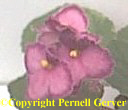African violet - rose-pink edged with dark pink