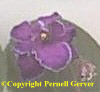 African violet - Plum-colored, semi-double and double flowers have ruffled edges that are outlined with a thin, blue line.