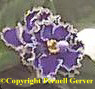 African violet - Spectacular, semi-double and double flowers with a frilly edge of golden-green are borne in large clusters.