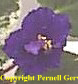 African violet - Deep blue semi-double and double flowers are flecked with two-tone-pink spots throughocut the flowers. The very large flowers are borne in large clusters and stand above striking foliage. Young leaves are generously spotted with cream, white, and occasionally pink.