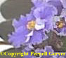 African violet - Enormous, sky-blue, semi-double and double flowers appear in large clusters. The flowers have a ruffled edge.