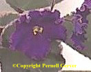 African violet - Single, blue flowers have a pastel lavender blue cast which is overlaid in darker blue, then edged in reddish purple and finished off in a very thin white edge. Flowers have wavy, ruffled edges.