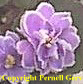 African violet - Lavender, semi-double and double flowers are very large and have splashes of deep purple throughout the flowers. The petals are edged with very consistent bands of white.