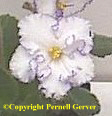 African violet - Pure-white, semi-double, rounded flowers have highly-ruffled edges. The white flowers have a thin band of blue running around the edges.