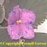 African violet - pink spotted with blue