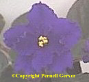 African violet - Enormous, dark-blue, semi-double flowers have fluted and wavy petals. The flowers are borne in large clusters 