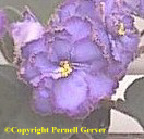 African violet - Magnificent, semi-double and double flowers are very light blue, accented by a dark blue center. Striking bands of light, reddish purple surround each frilly-edged blossom. 
