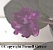 African violet - plum purple with lighter purple spots