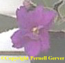 African violet - rose-purple suffused with blue