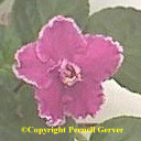 African violet - rose pink edged with a thin band of white