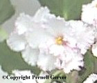 African violet - large white flowers with a thin blue border