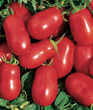 Tomato 'Roma'